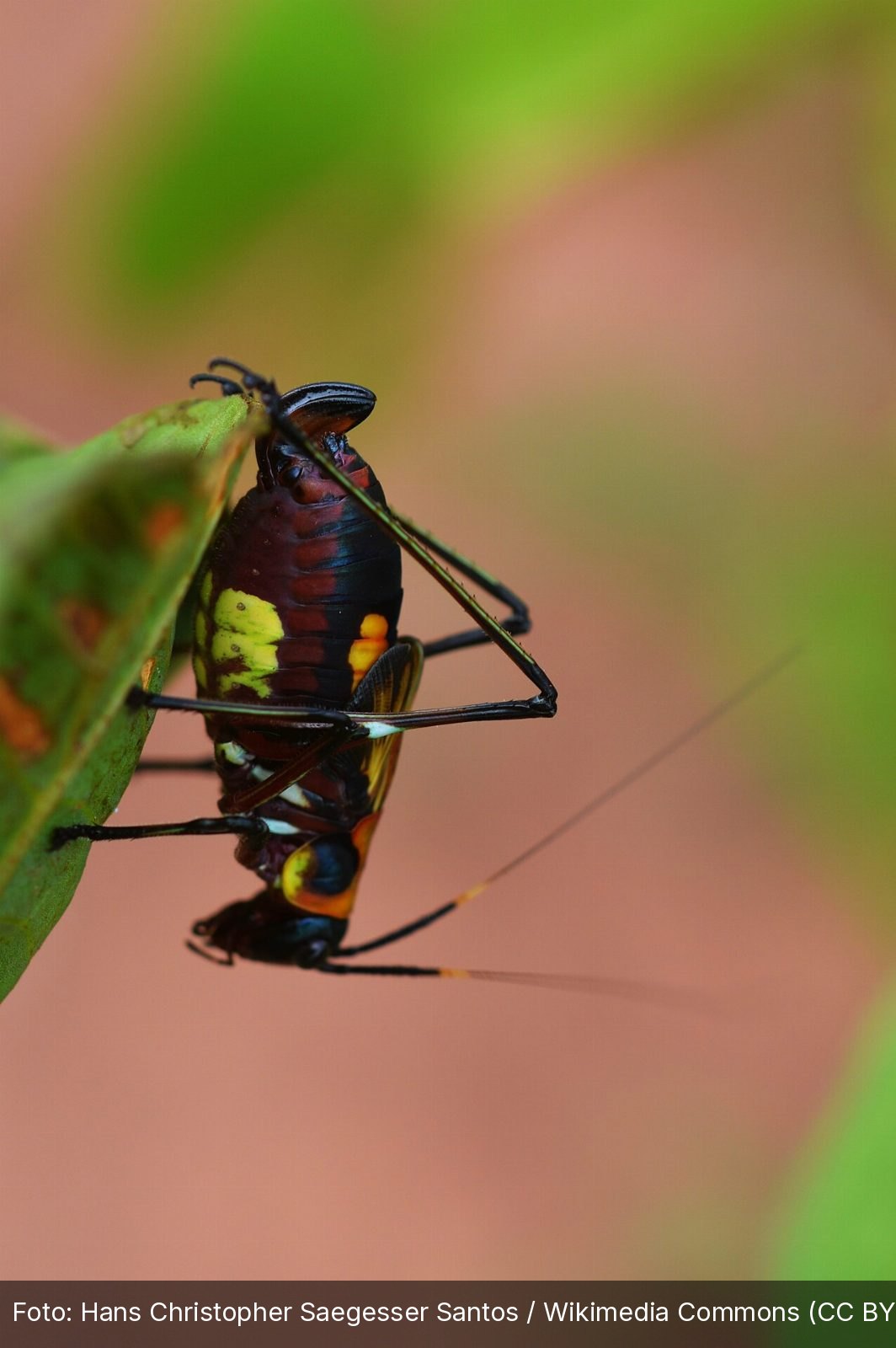 Floresta Nacional do Araripe-Apodi — Foto: Hans Christopher Saegesser Santos / Wikimedia Commons (CC BY-SA 4.0)
