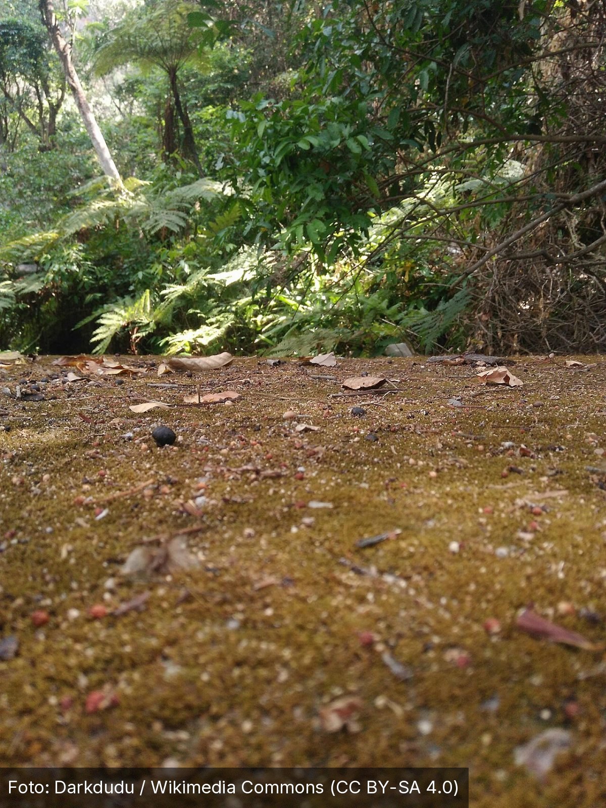 Floresta Nacional do Araripe-Apodi — Foto: Darkdudu / Wikimedia Commons (CC BY-SA 4.0)