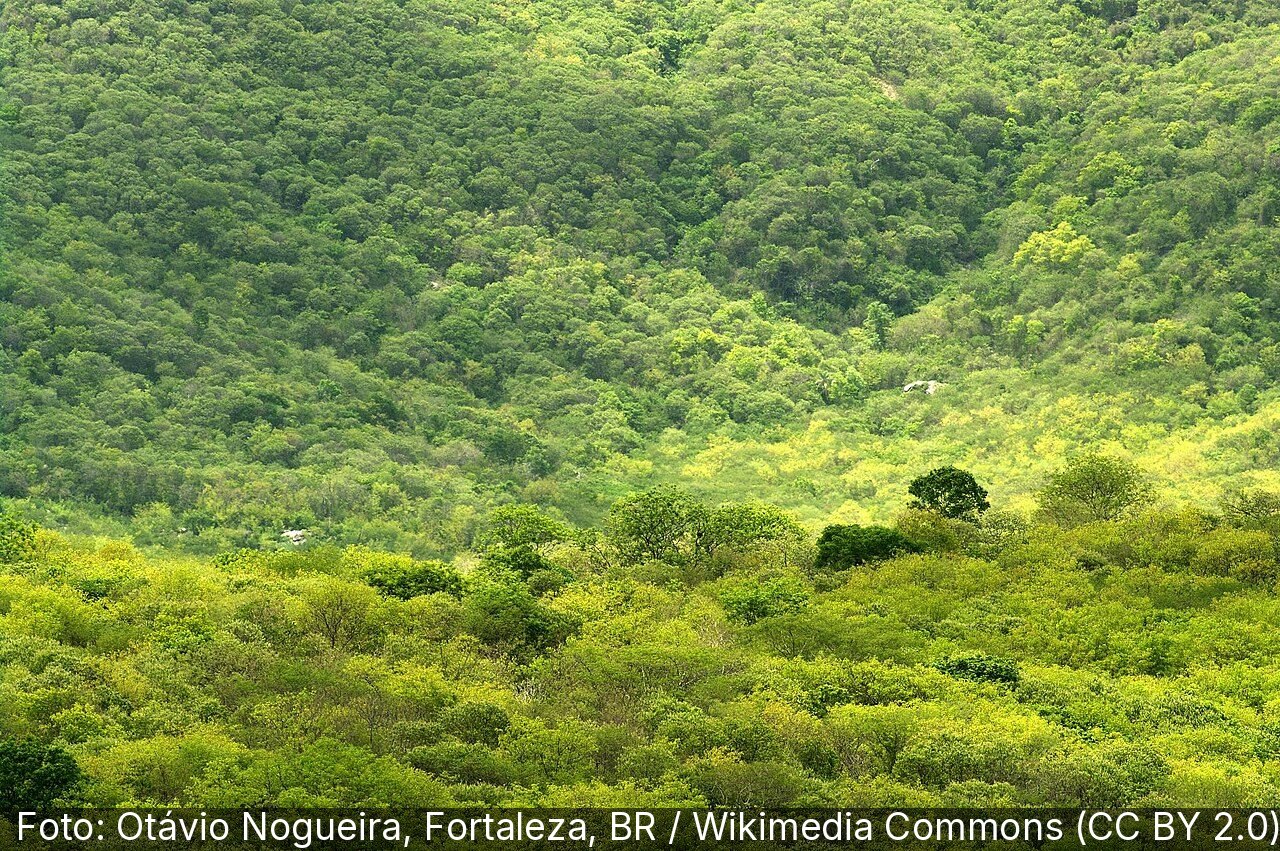 Floresta Nacional do Araripe-Apodi — Foto: Otávio Nogueira, Fortaleza, BR / Wikimedia Commons (CC BY 2.0)