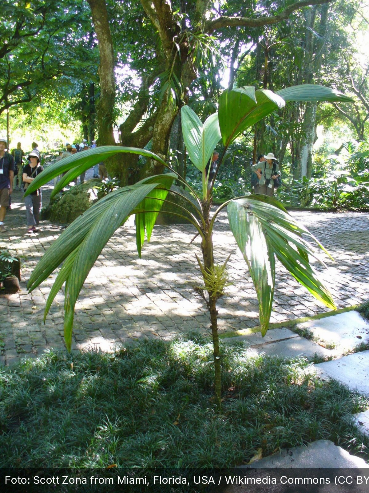 Sítio Roberto Burle Marx