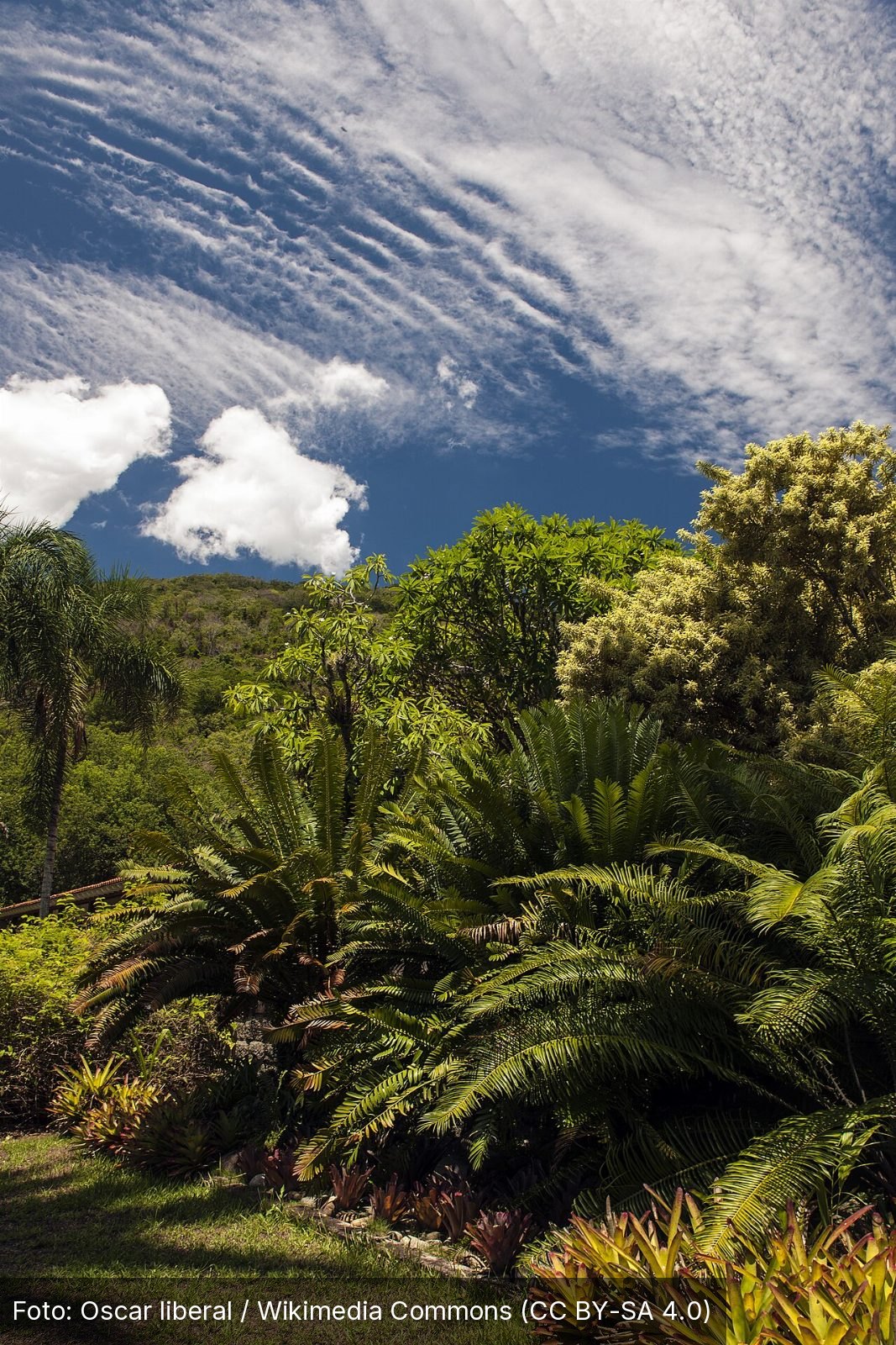 Sítio Roberto Burle Marx — Foto: Oscar liberal / Wikimedia Commons (CC BY-SA 4.0)