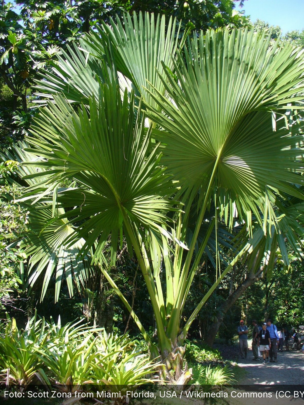 Sítio Roberto Burle Marx