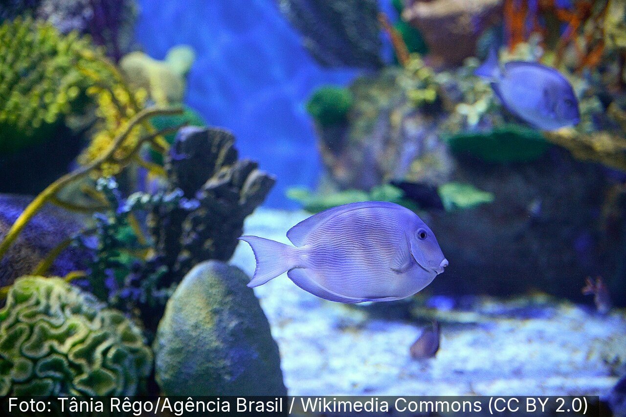 AquaRio