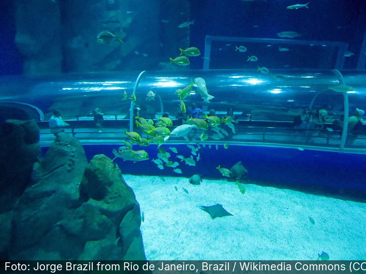 AquaRio — Foto: Jorge Brazil from Rio de Janeiro, Brazil / Wikimedia Commons (CC BY 2.0)