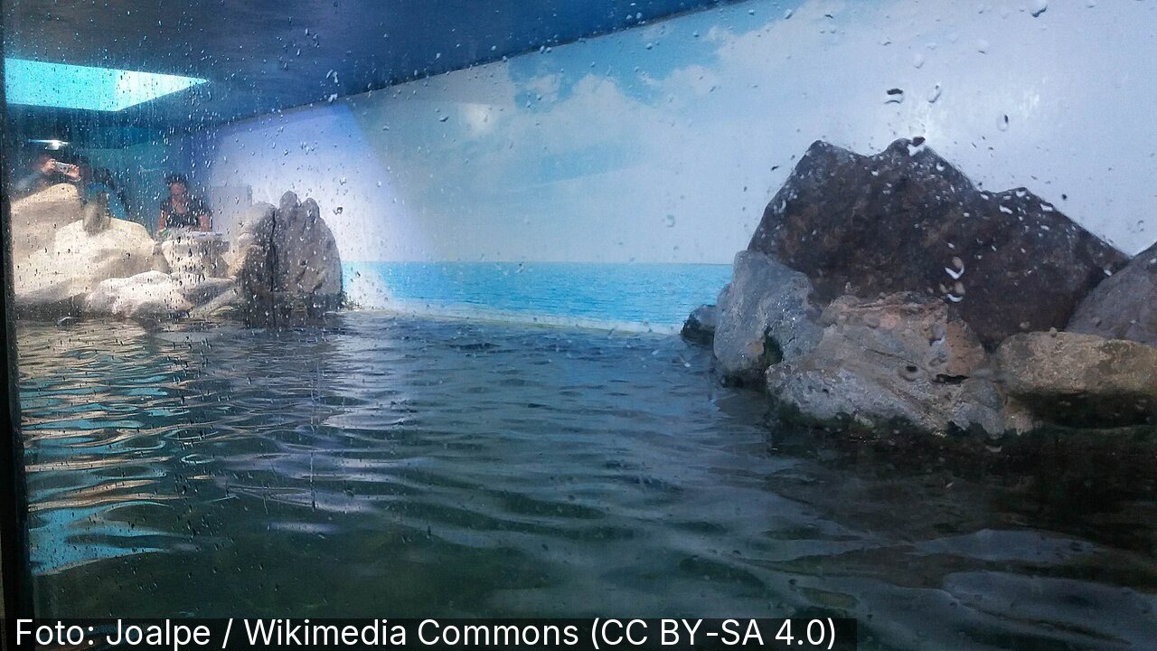 Aquário de Ubatuba — Foto: Joalpe / Wikimedia Commons (CC BY-SA 4.0)