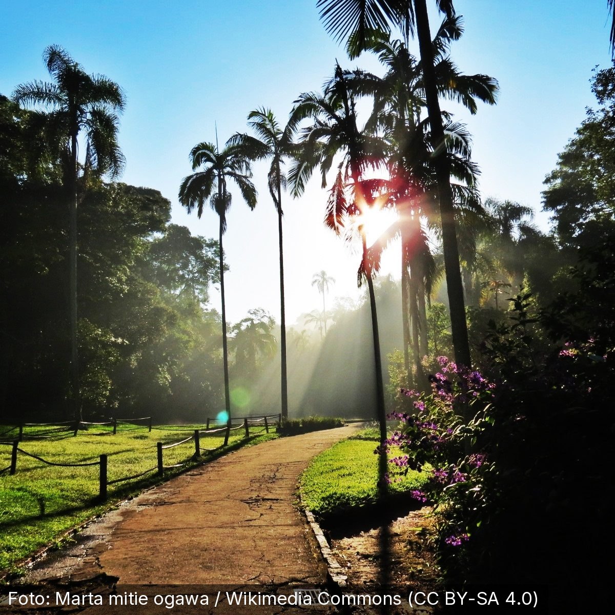 Jardim Botânico de São Paulo