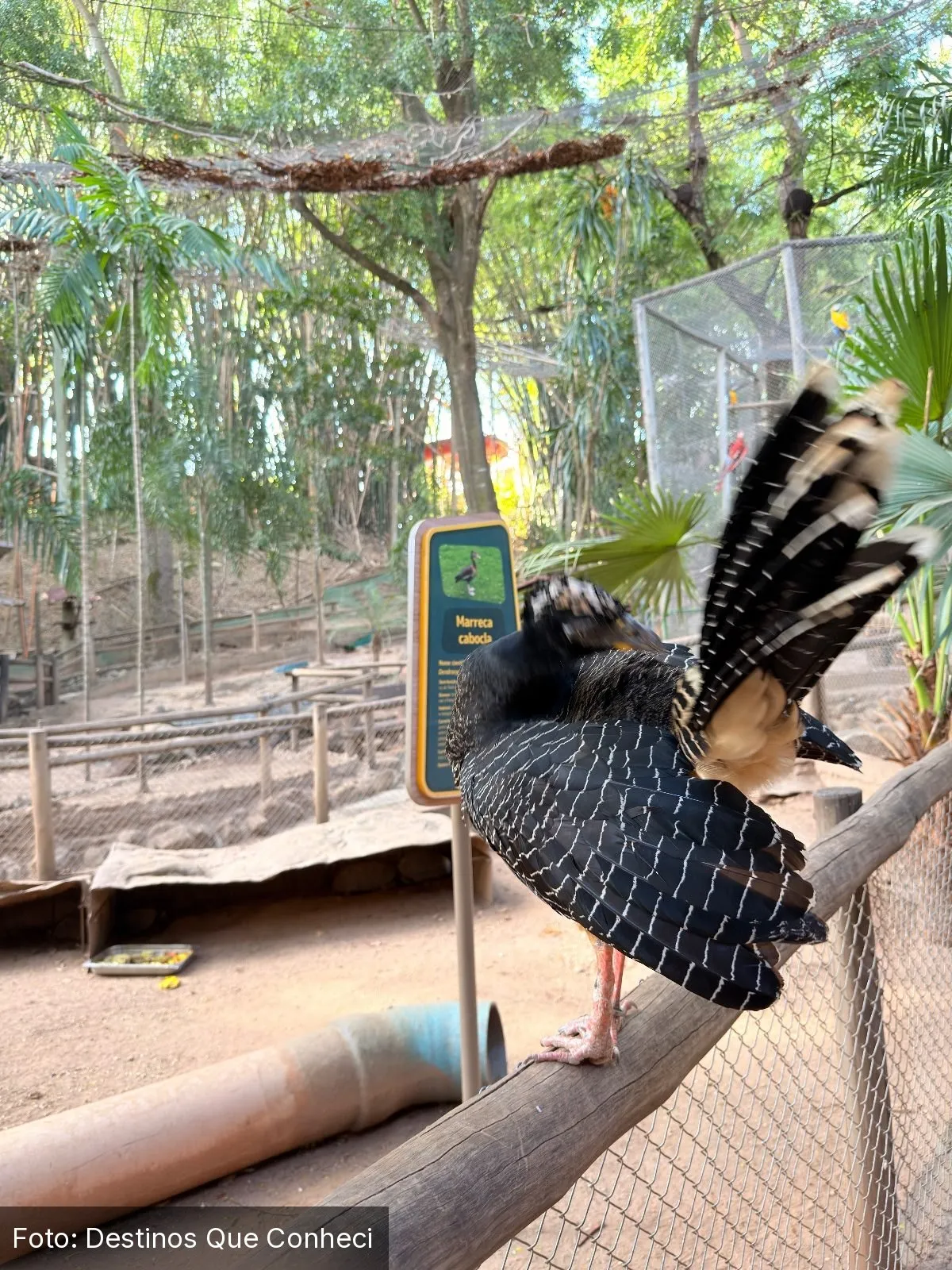 Birdland