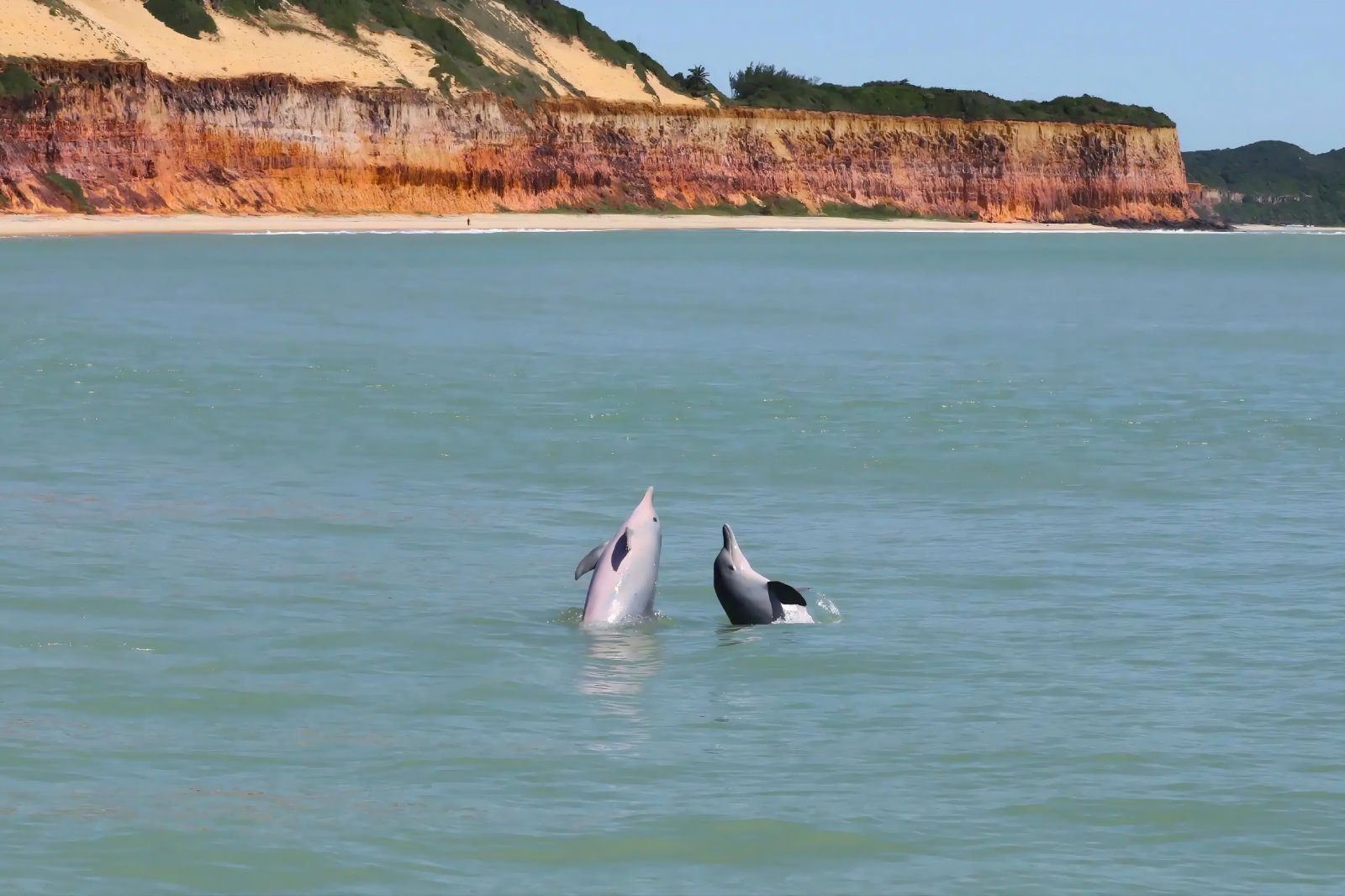 Passeio de Lancha com Avistamento e Nado com Golfinhos em Pipa