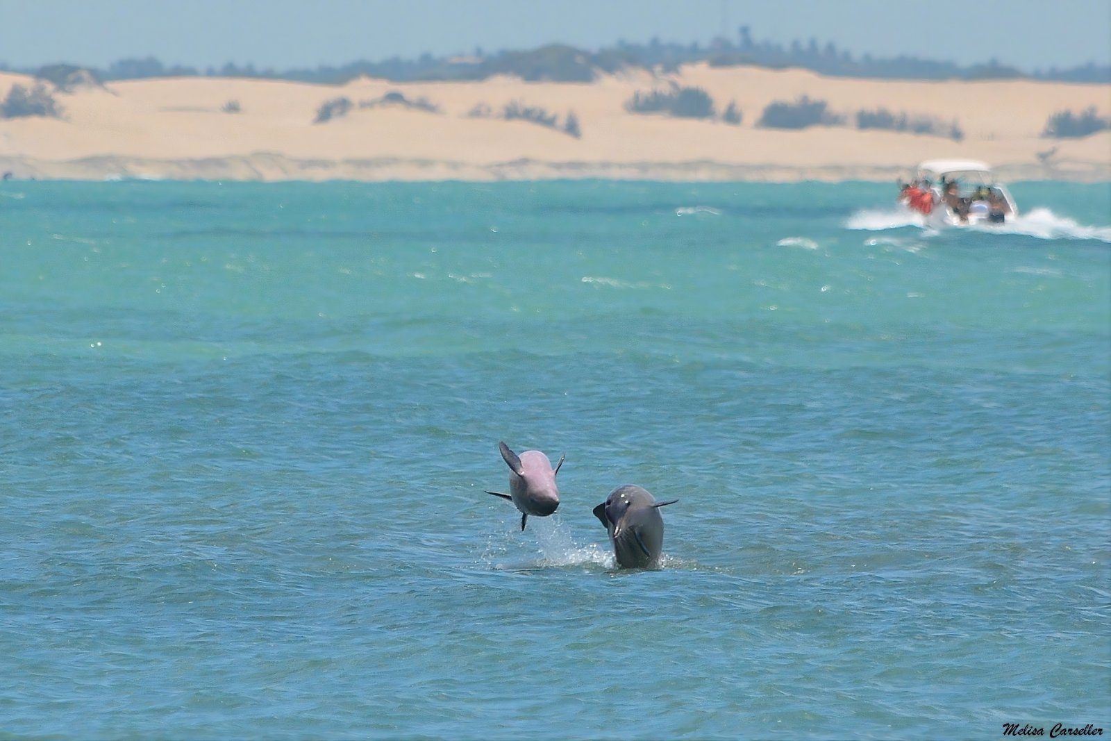 Passeio de Lancha com Avistamento e Nado com Golfinhos em Pipa — foto 3 de 3