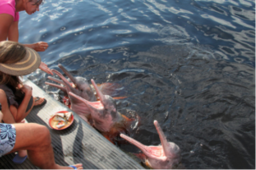Experiência Amazônica: Visita de 5 Horas à Comunidade Indígena Tuiuka + Nado com Botos Cor-de-Rosa + Almoço — foto 2 de 7