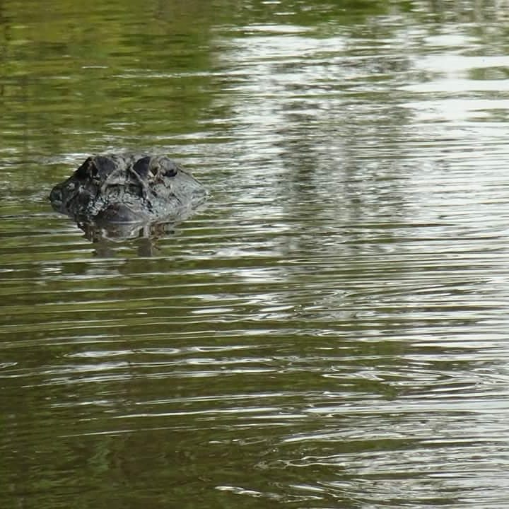 Tour Noturno de Pesca de Piranha e Focagem de Jacaré