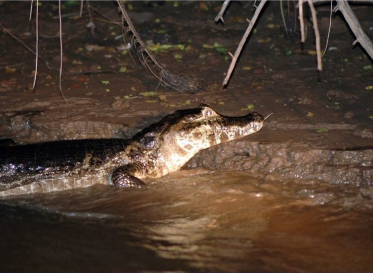 Tour Noturno de Pesca de Piranha e Focagem de Jacaré — foto 5 de 5