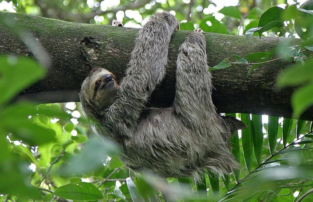 Excursão de 2 Dias pela Selva Amazônica no Anaconda Lodge — foto 5 de 6
