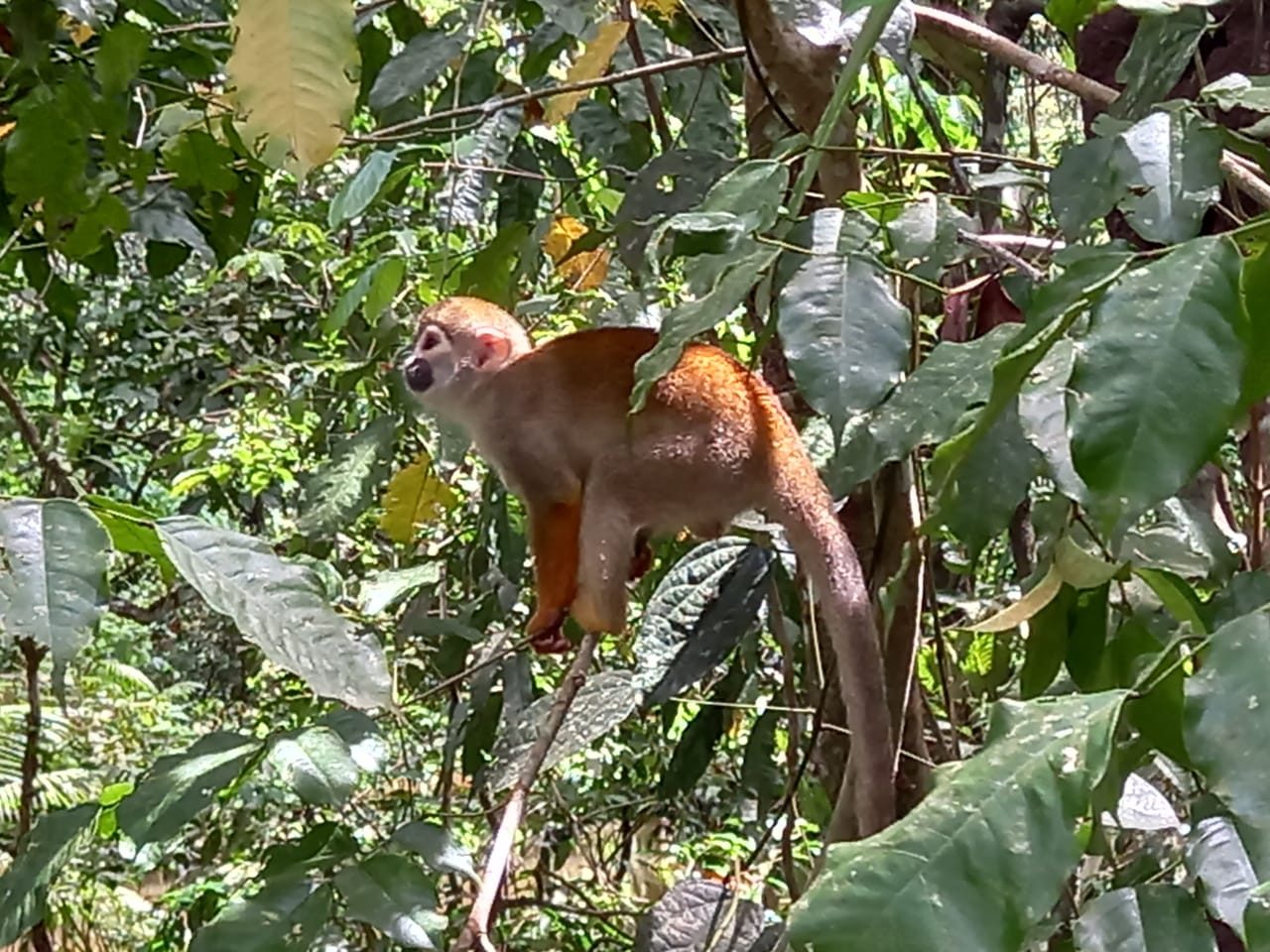 Excursão de 2 Dias pela Selva Amazônica no Anaconda Lodge