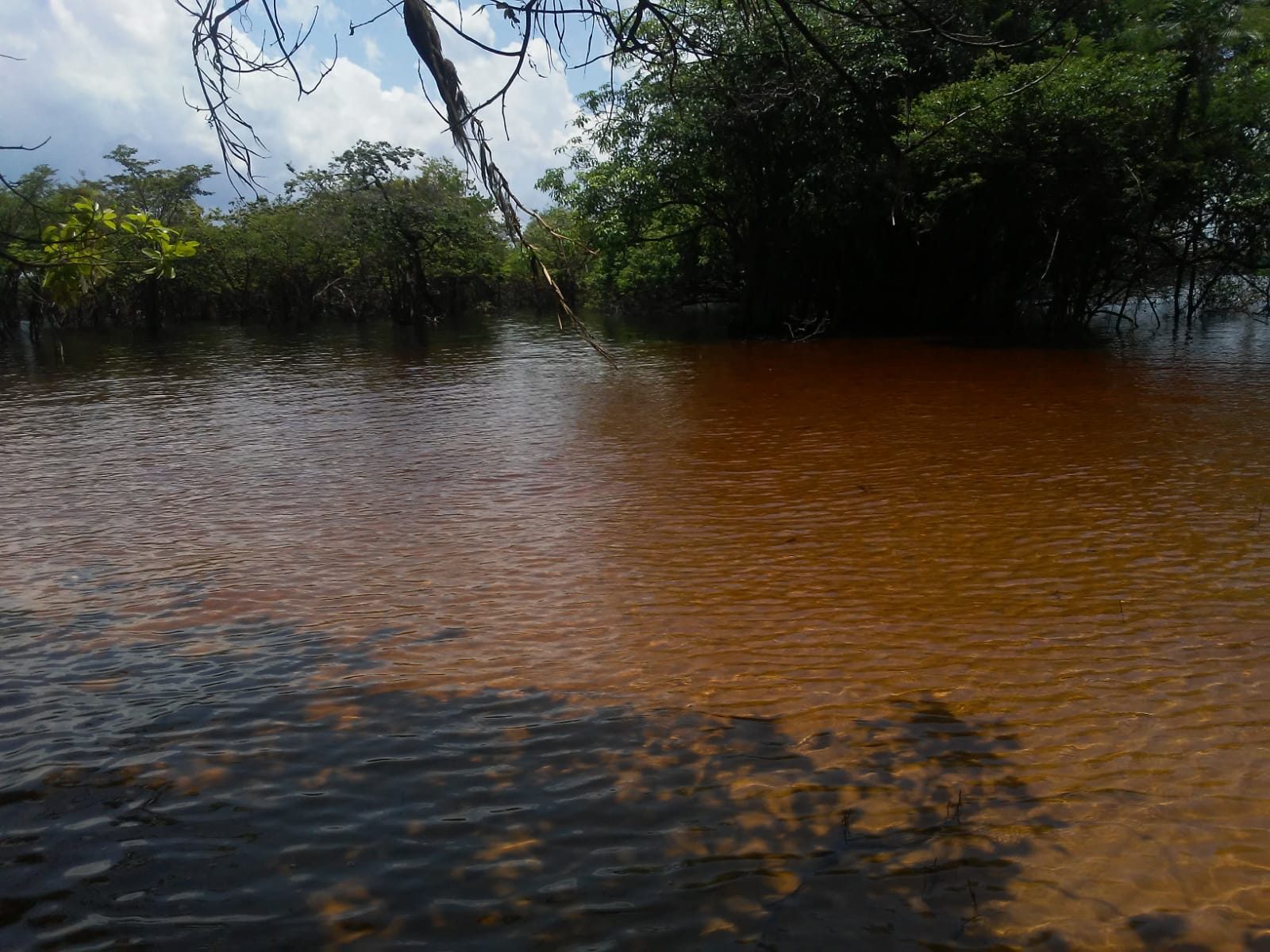 Trilha na Selva Amazônica e Arquipélago de Anavilhanas — foto 5 de 8