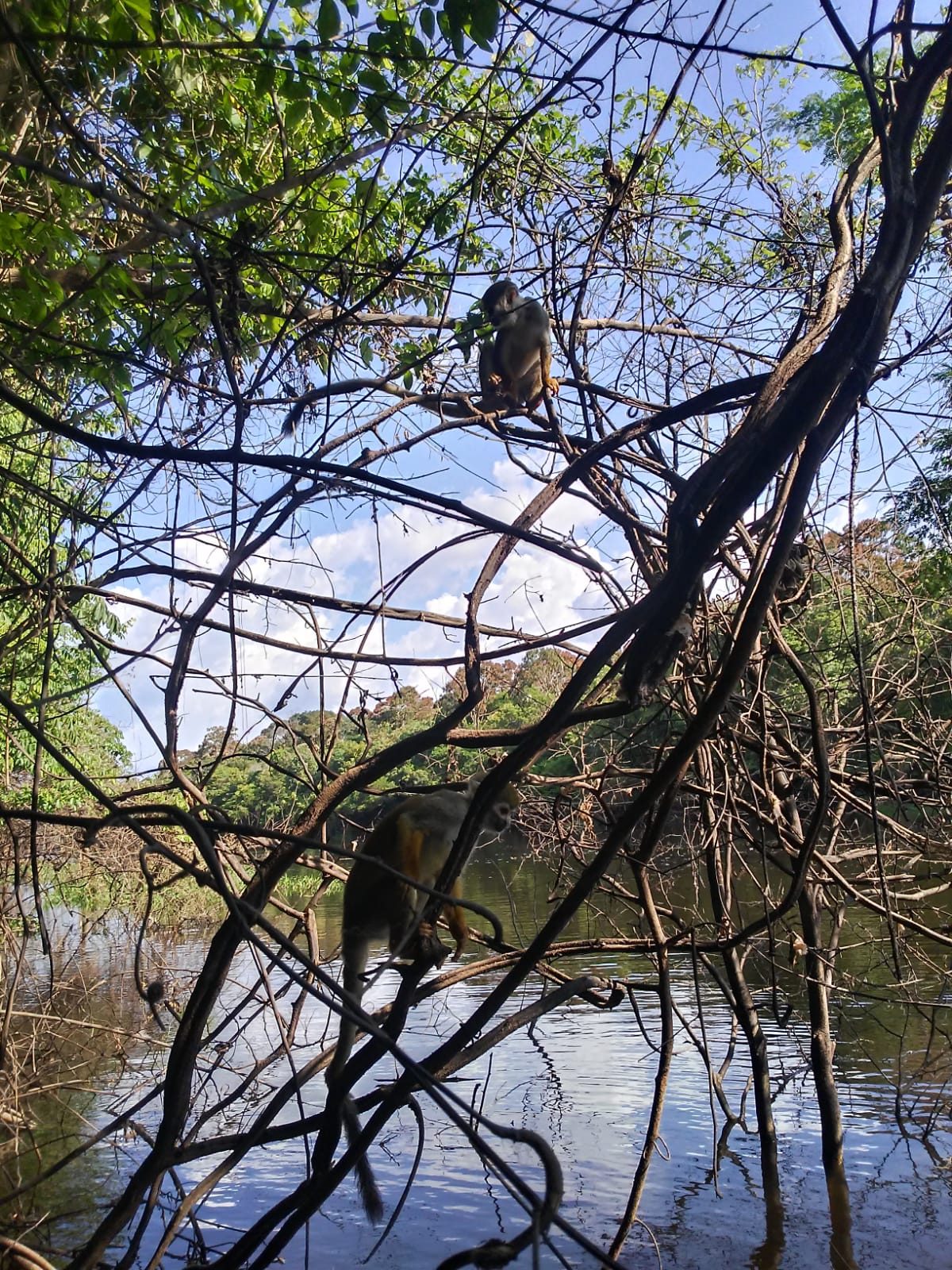 Trilha na Selva Amazônica e Arquipélago de Anavilhanas — foto 3 de 8