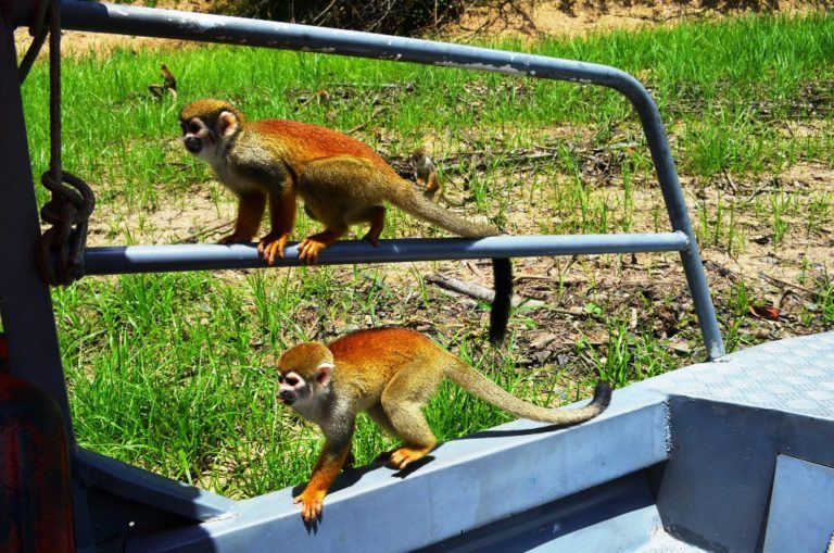 Trilha na Selva Amazônica e Arquipélago de Anavilhanas — foto 8 de 8