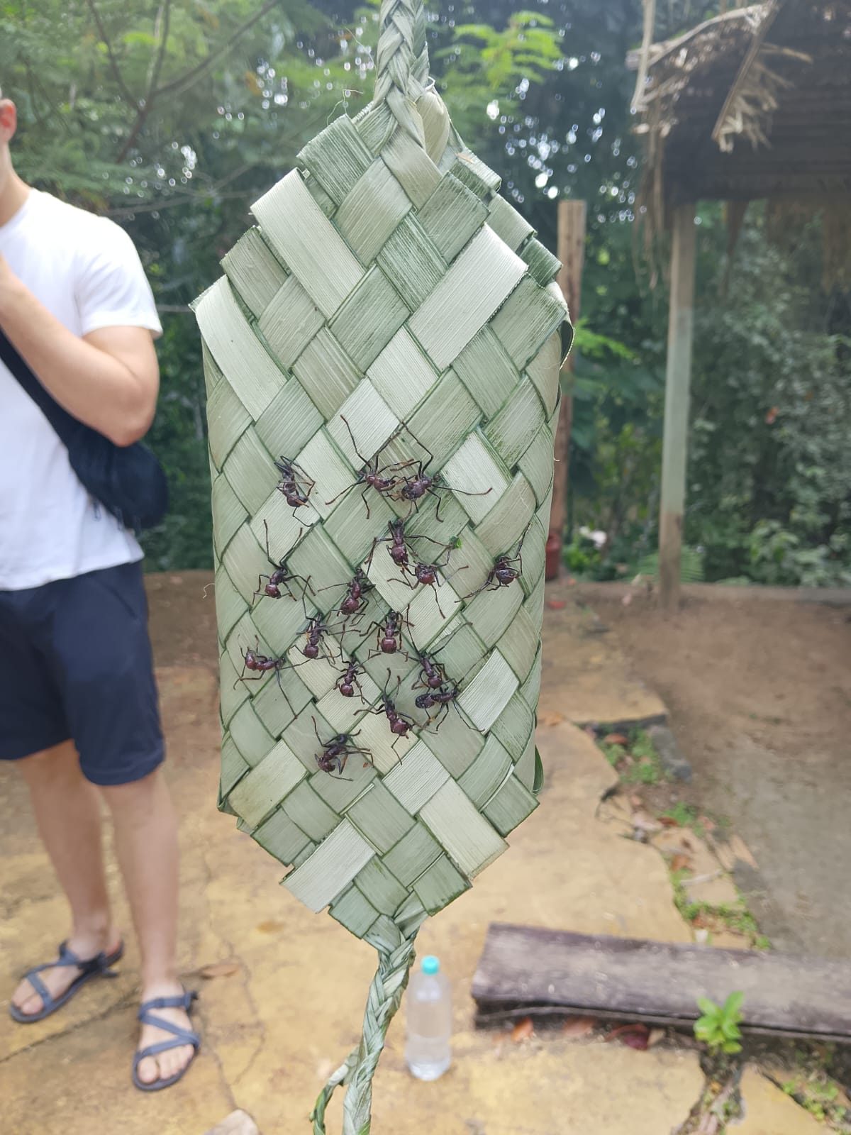 Viagem de Dia Inteiro ao Ritual da Tribo das Formigas Tucandeira — foto 6 de 8