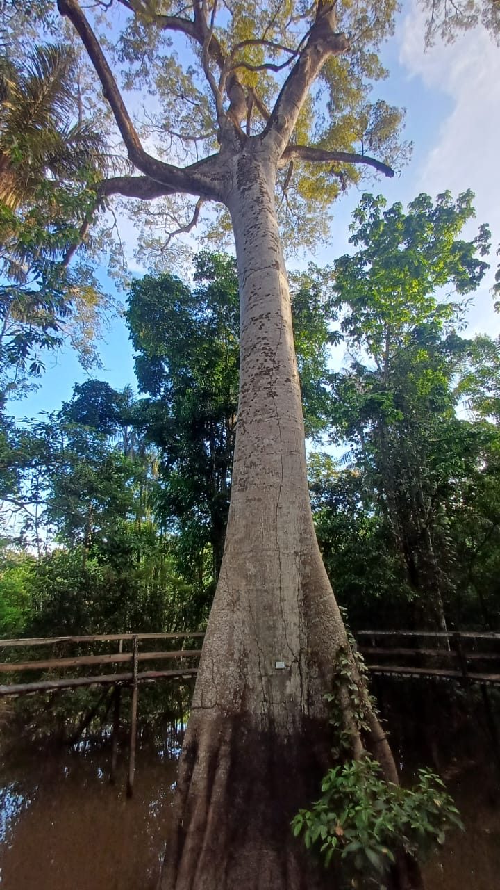 EXPERIÊNCIA DE TREKKING NA SELVA AMAZÔNICA — foto 2 de 6
