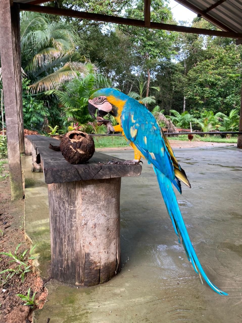 EXPERIÊNCIA DE TREKKING NA SELVA AMAZÔNICA — foto 5 de 6