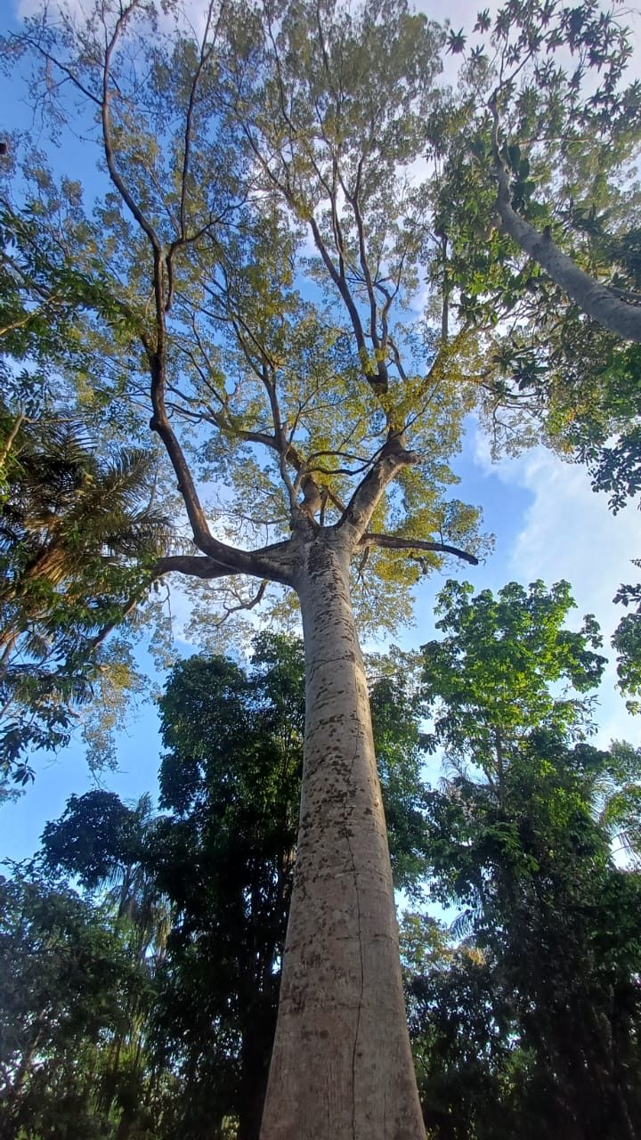 EXPERIÊNCIA DE TREKKING NA SELVA AMAZÔNICA — foto 3 de 6