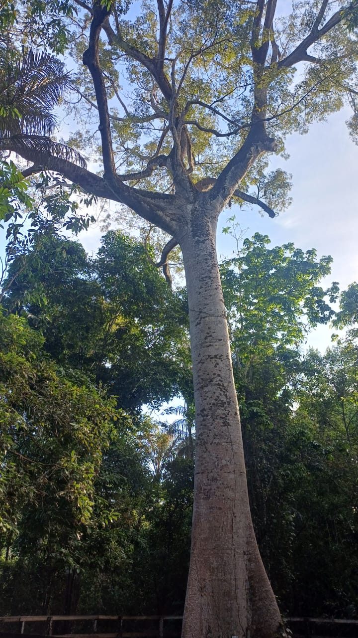 EXPERIÊNCIA DE TREKKING NA SELVA AMAZÔNICA