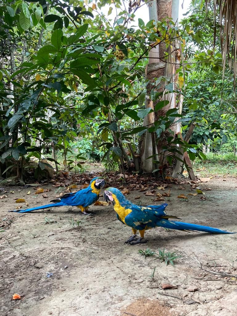 Excursão de 2 dias pela Floresta Amazônica e Lago Ipanema (Quarto com ar-condicionado) — foto 4 de 7