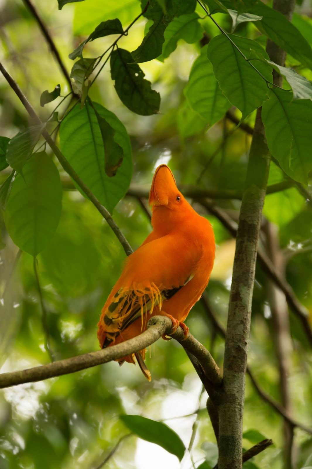 Pacote Galo da Serra-Birdwatching, Presidente Figueiredo/AM — foto 2 de 3