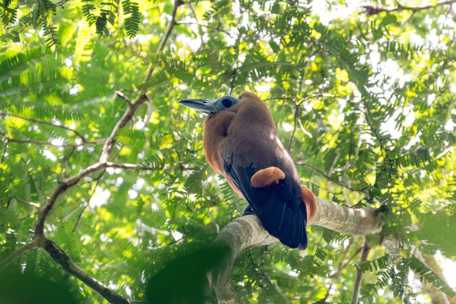 Pacote Galo da Serra-Birdwatching, Presidente Figueiredo/AM — foto 3 de 3